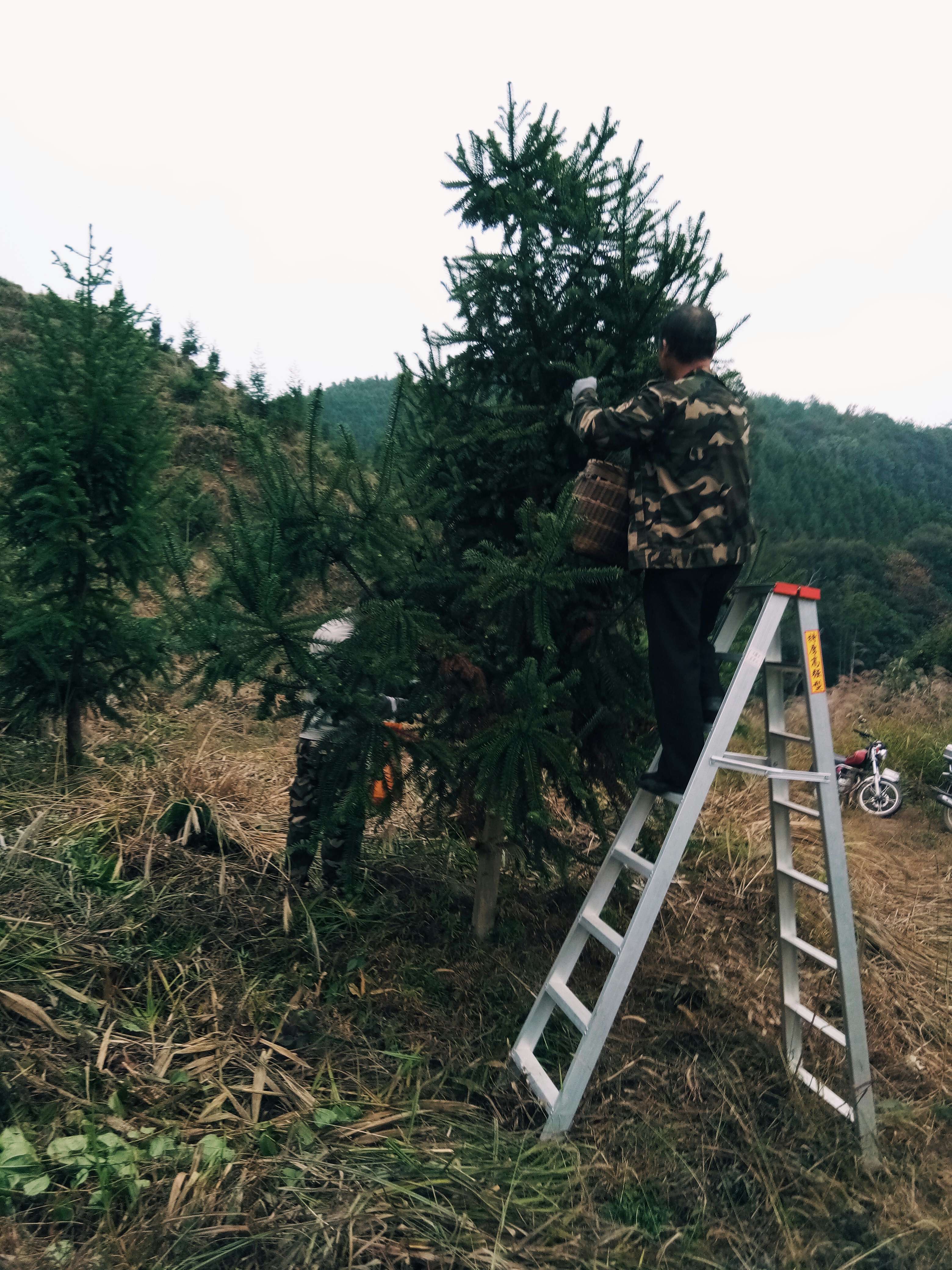 ������Ա���ڲ�ժɼľ���